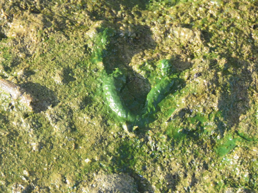 Chlorophyta ID (far from the sea)